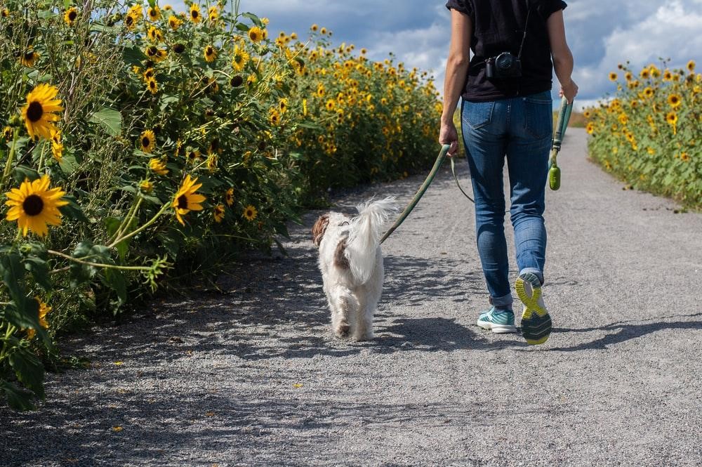 How Often Should You Walk A Dog Petnap Dog Bed Pet Bed